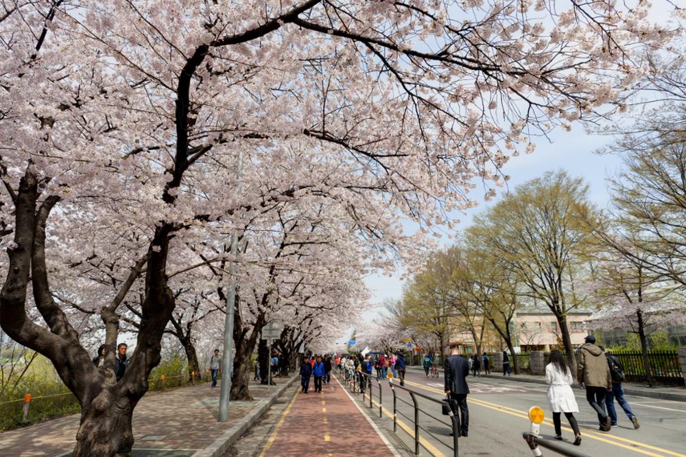 Où voir les cerisiers en fleurs à Séoul ?