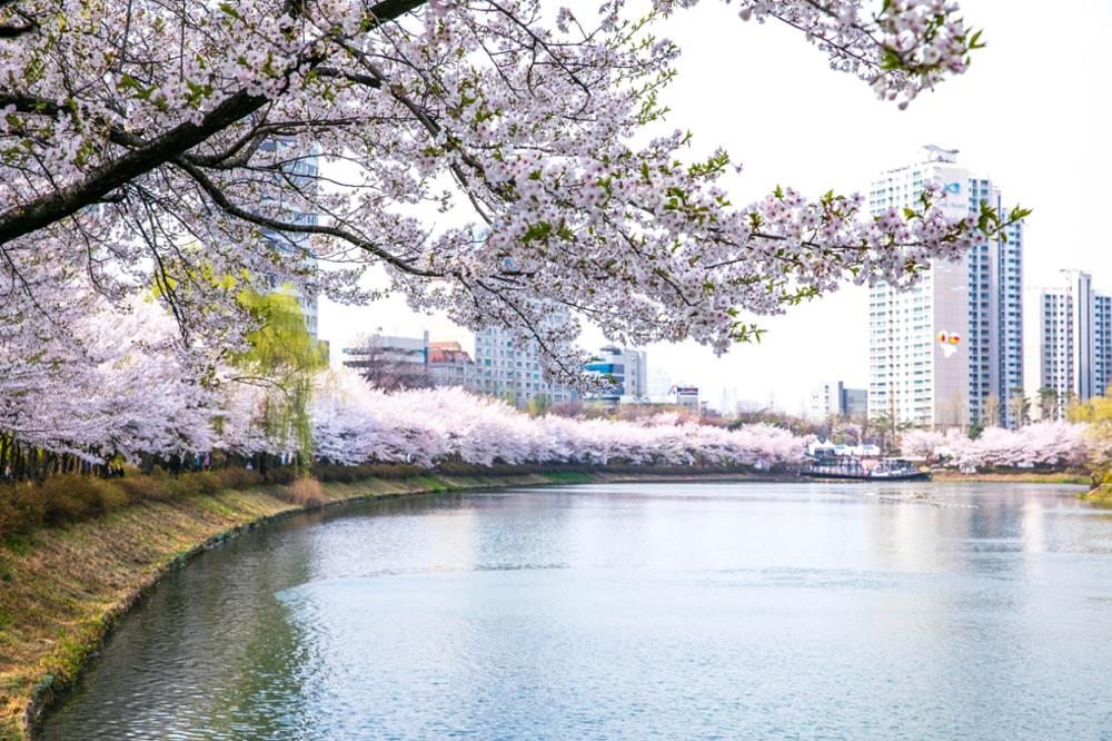 Où voir les cerisiers en fleurs à Séoul ?