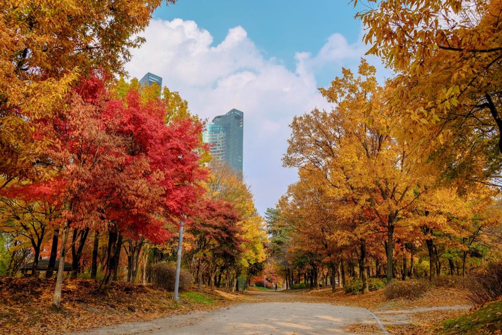 Découvrez les 5 parcs à faire à Séoul